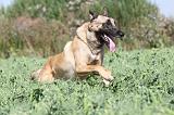 MALINOIS 285